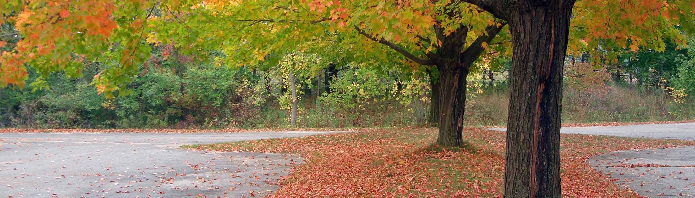 Leaf Cleanup